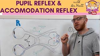 Pupillary light reflex and Accommodation reflex [upl. by Aramoj244]