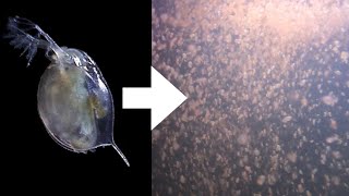 How I Culture Daphnia [upl. by Burgener]