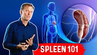 What Does The Spleen Do – DrBerg Explains Spleen Function [upl. by Lilli]