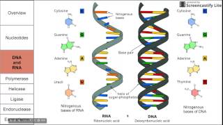 Introduction to nucleic acids [upl. by Ilsa]