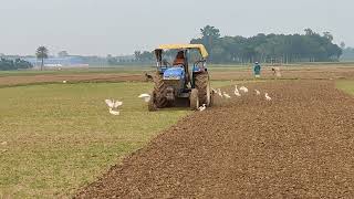 New Holland TT55 Tractor Cultivation [upl. by Ludwigg722]