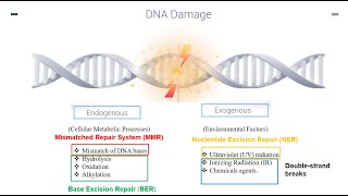 DNA Repair Mechanisms Part 1 [upl. by Procter]