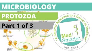 Protozoa  Microbiology  USMLE STEP 1  Part 1 of 3 [upl. by Harshman]