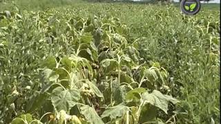 Inter Cropping Mixed Cropping and Crop Rotation [upl. by Thrift]