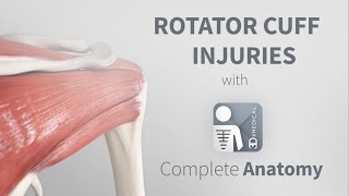 Rotator Cuff Injuries  Complete Anatomy [upl. by Alusru687]