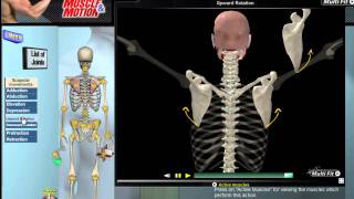 How Scapular Movement Works 3D Anatomy amp Diagrams [upl. by Nylrebma]