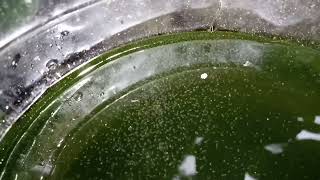 DAPHNIA MOINA CULTURE IN A SMALL BUCKET [upl. by Zealand]