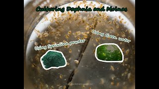 How To Culture Daphnia and Moinas using Green Water Spirulina powder [upl. by Leribag]