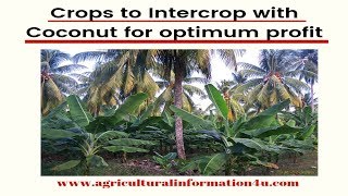 What crops are suitable to intercrop with Coconut for optimum profit   Intercropping Techniques [upl. by Ennayhs]