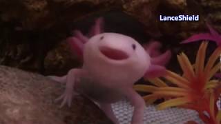 axolotl sings the song of its people [upl. by Elmo]