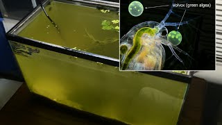 Raising Daphnia for the Freshwater Aquarium [upl. by Edwyna873]