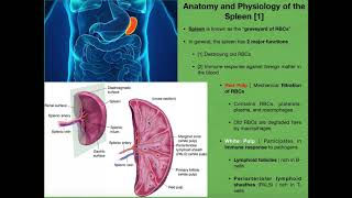 Anatomy amp Physiology of the Spleen [upl. by Assilac941]