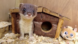 Helping Orphaned Stoat Kits Get A Wild Upbringing  Rescued amp Returned to the Wild  Robert E Fuller [upl. by Yelhsa303]