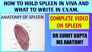 SPLEEN  ANATOMY [upl. by Adnawak490]