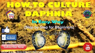 HOW TO CULTURE DAPHNIA In Easy Way [upl. by Schmitz]