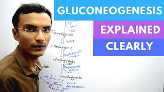 Gluconeogenesis Biochemistry [upl. by Amiel562]