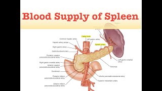 Blood Supply of Spleen [upl. by Kcolttam679]