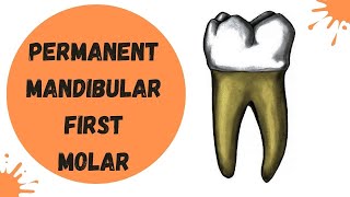 Permanent Mandibular First Molar  Dental Anatomy [upl. by Alrats454]